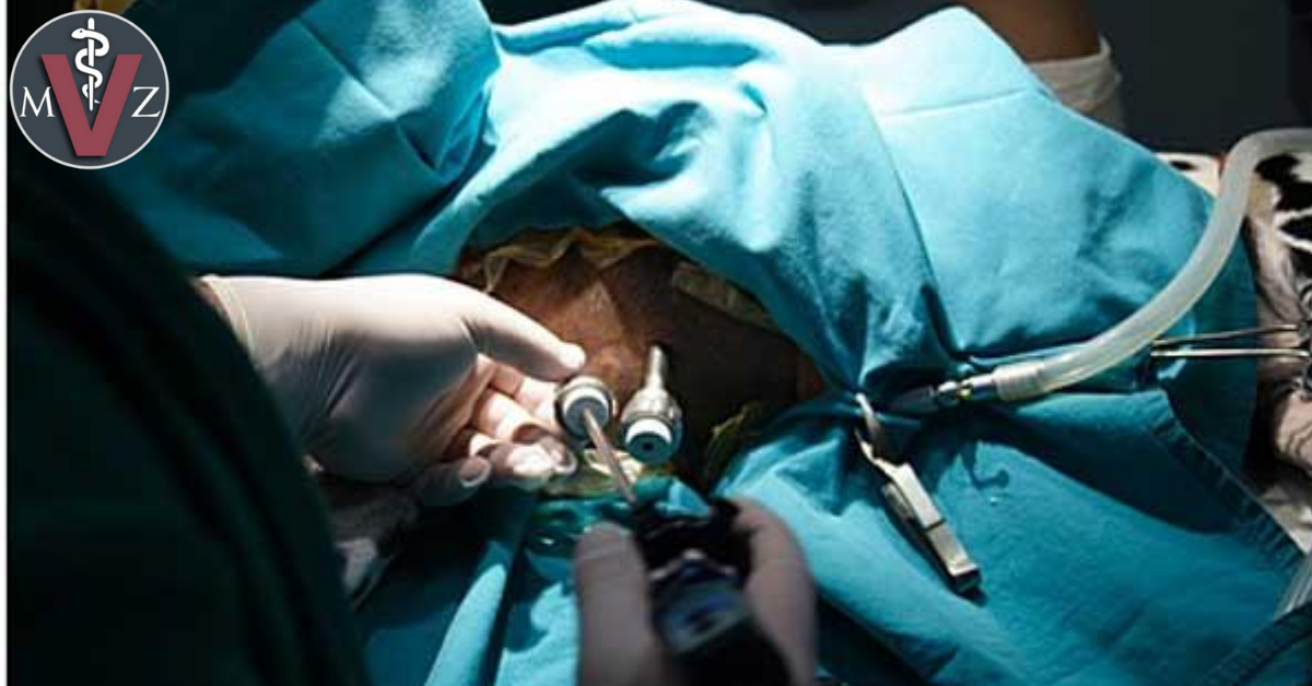 Castración de perros y perras: pros y contras - Médico Veterinario