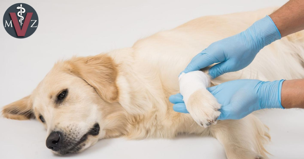 ¿Cómo evitar la agresión del perro en una clínica veterinaria?