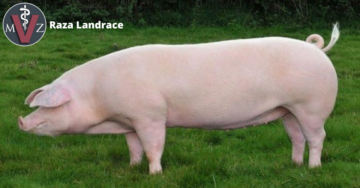What Is Landrace Genetics What s The Real Meaning Of Landrace JFHTV