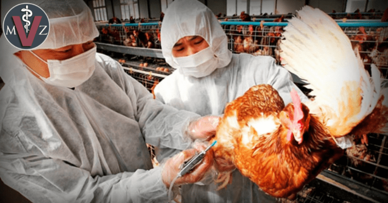 ¿Es la gripe aviar peligrosa para los humanos? Si...