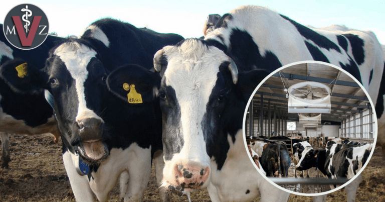 Combatiendo el estrés calórico en el ganado lechero