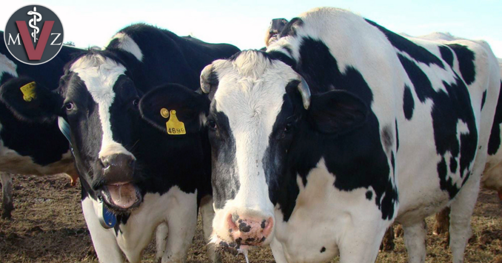 Combatiendo el estrés calórico en el ganado lechero