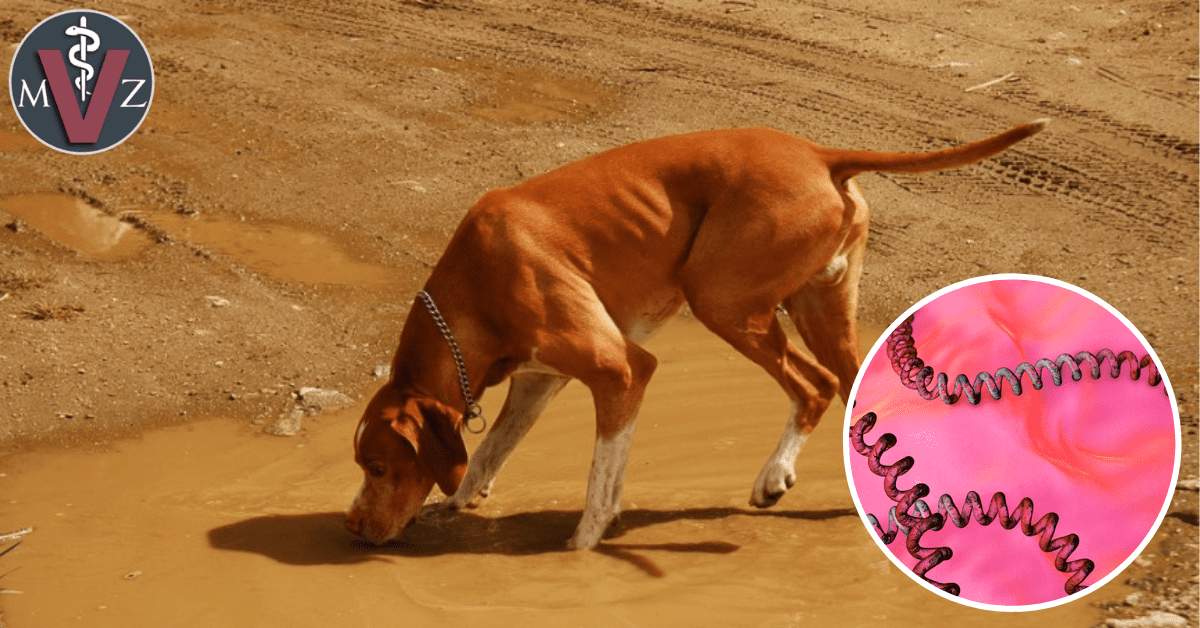 Leptospirosis En Perros _ LA LEPTOSPIROSIS CANINA Y SU PROBLEMÁTICA EN ...