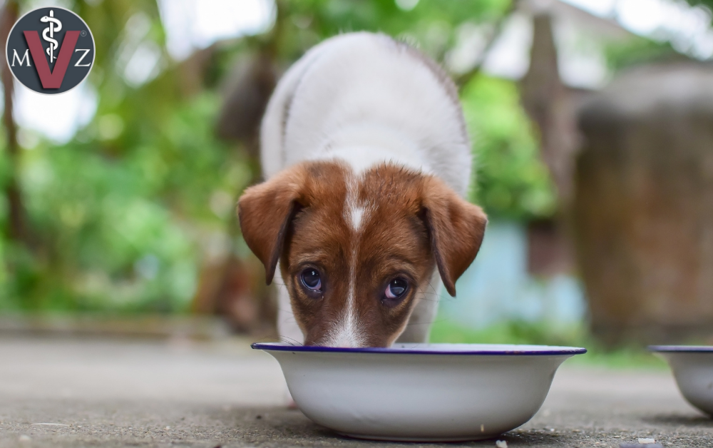 ¿Por qué mi Perro no Quiere Comer?