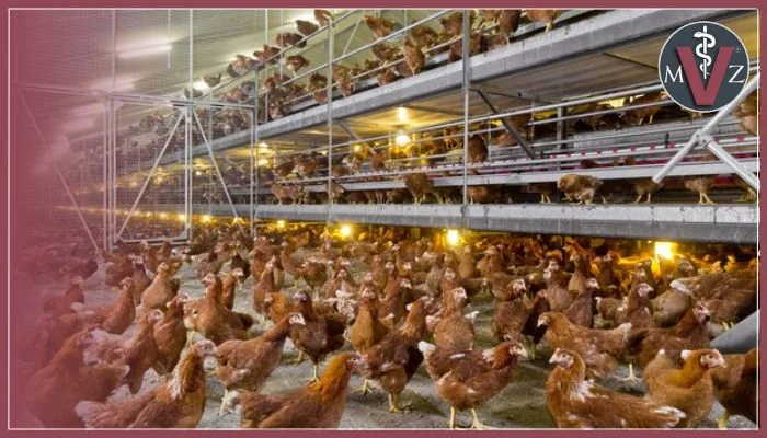 gallinas ponedoras comerciales