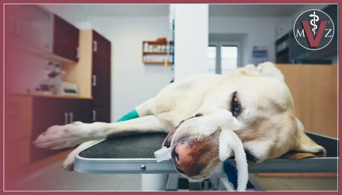 control de hemorragias en cirugía veterinaria