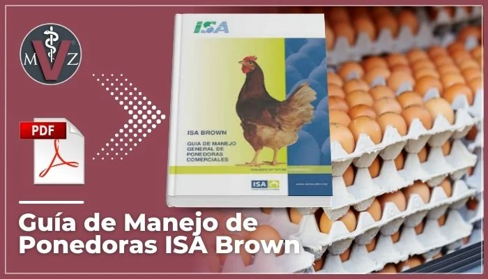 gallinas ponedoras comerciales