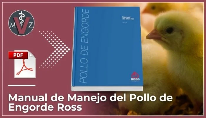 primeros 7 días del pollito de engorde