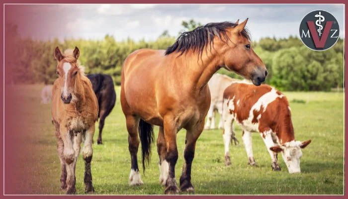 uso racional de antibióticos en medicina veterinaria