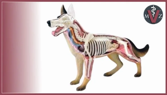 Modelos Anatómicos Veterinarios