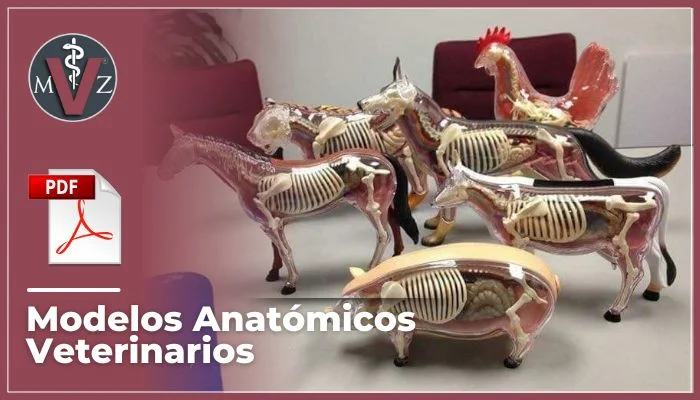 Modelos Anatómicos Veterinarios