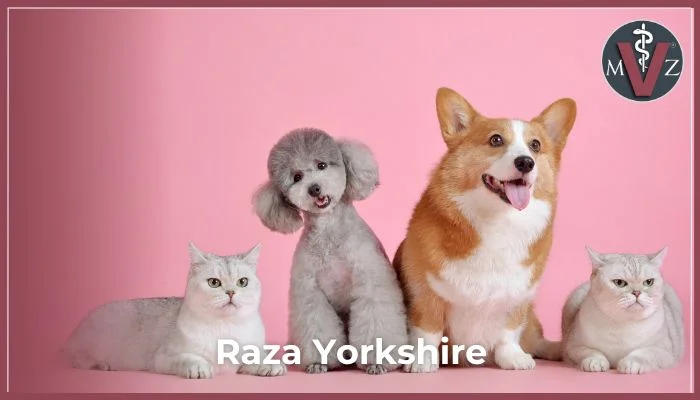 anatomía clínica del perro y el gato