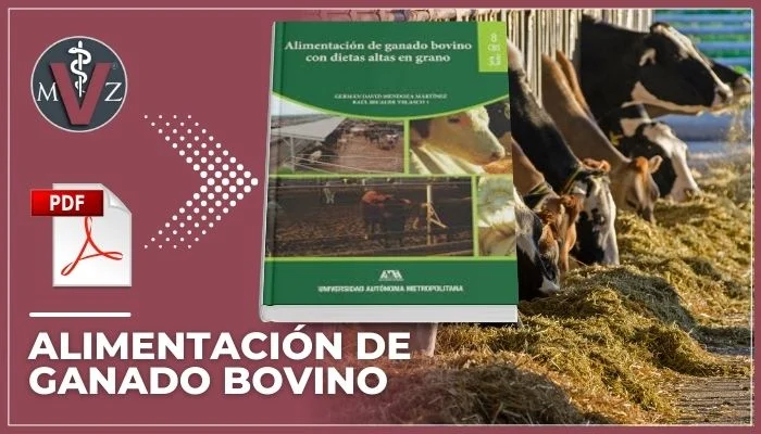 dietas altas en grano en bovinos