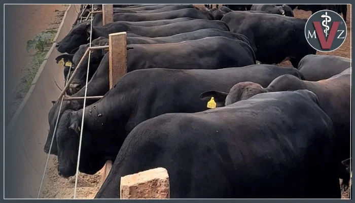 ¿Qué es el feedlot?